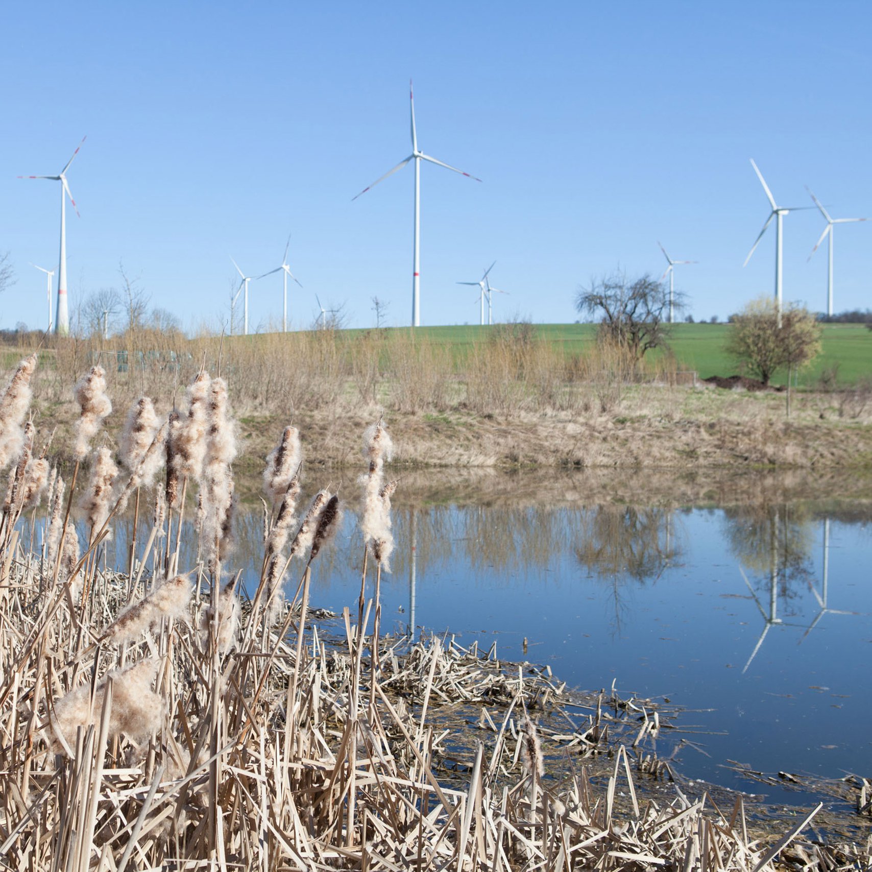 Windpark Wangenheim Blick auf den Windpark Wangenheim mit Schilf und einem Teich im Vordergrund