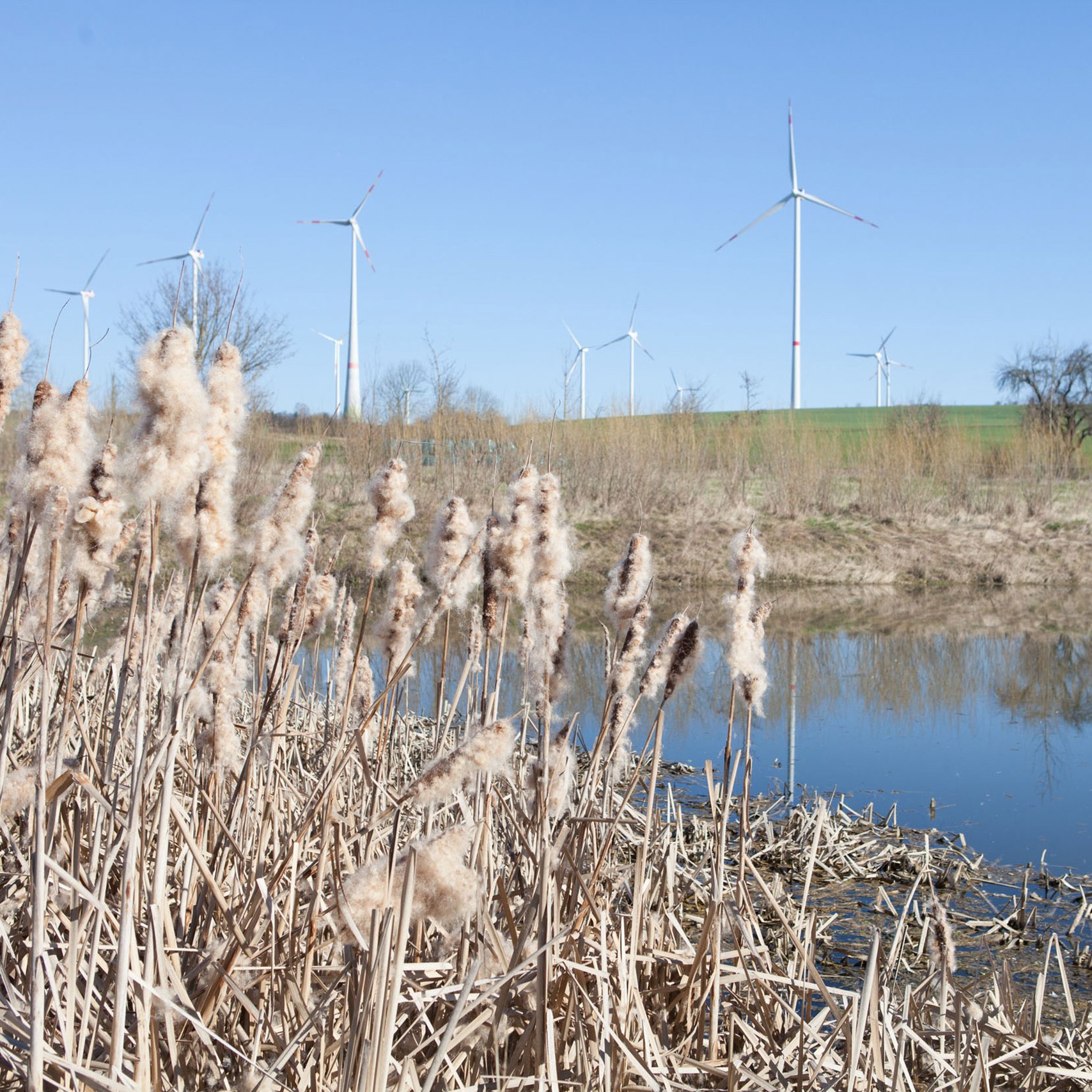 Blick auf den Windpark Wangenheim mit Schilf und einem Teich im Vordergrund