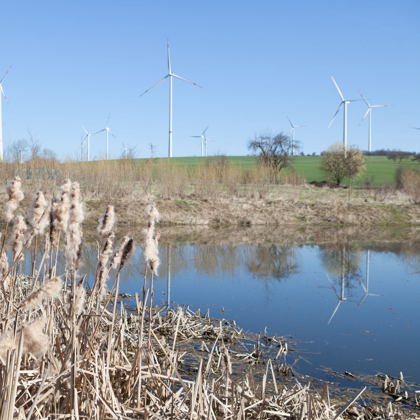 Blick auf den Windpark Wangenheim mit Schilf und einem Teich im Vordergrund