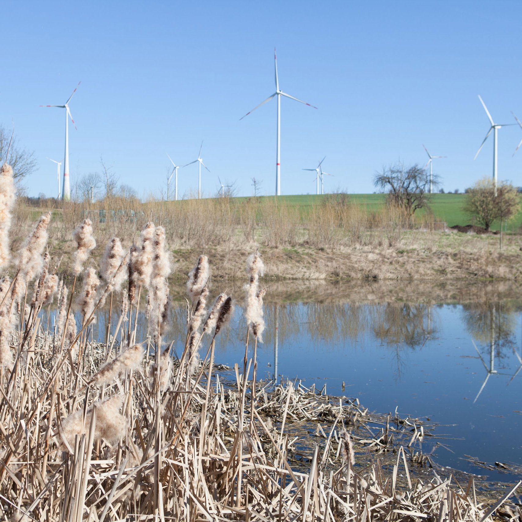 Windpark Wangenheim Blick auf den Windpark Wangenheim mit Schilf und einem Teich im Vordergrund